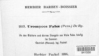 Uromyces viciae-fabae image